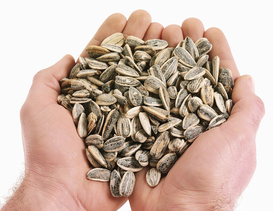 Hands holding roasted sunflower seeds