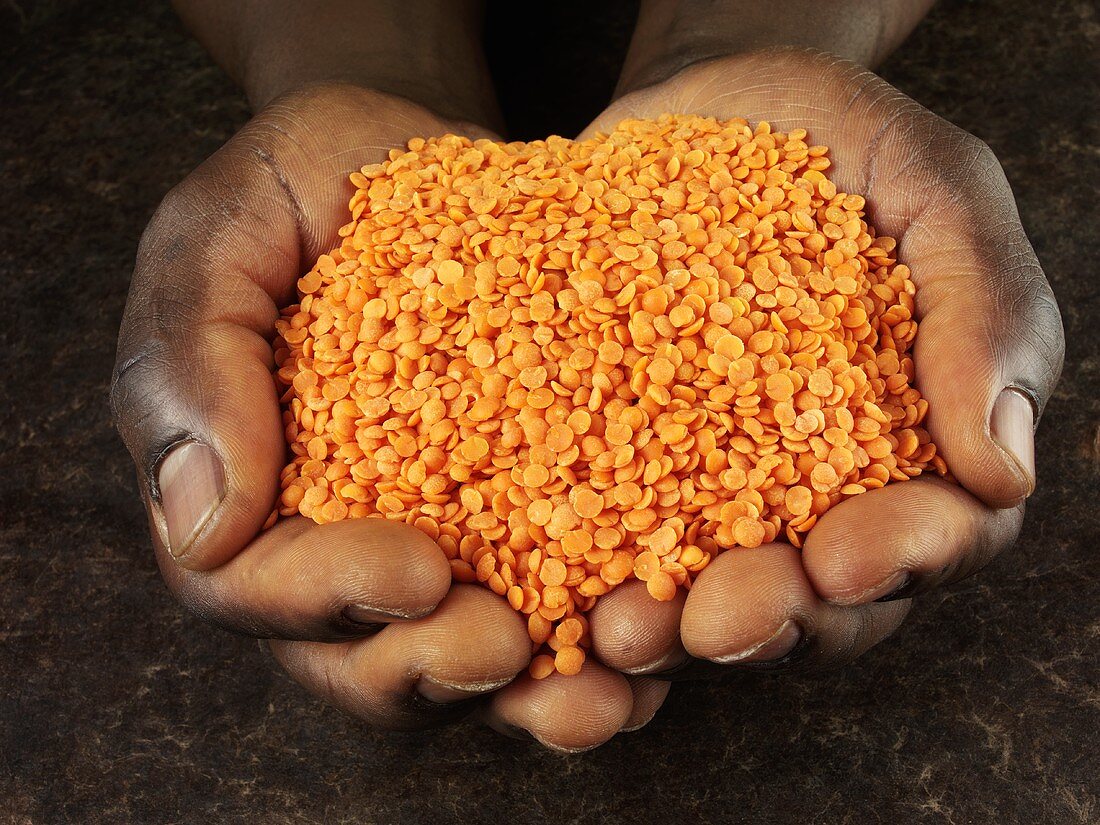 Hands holding red lentils