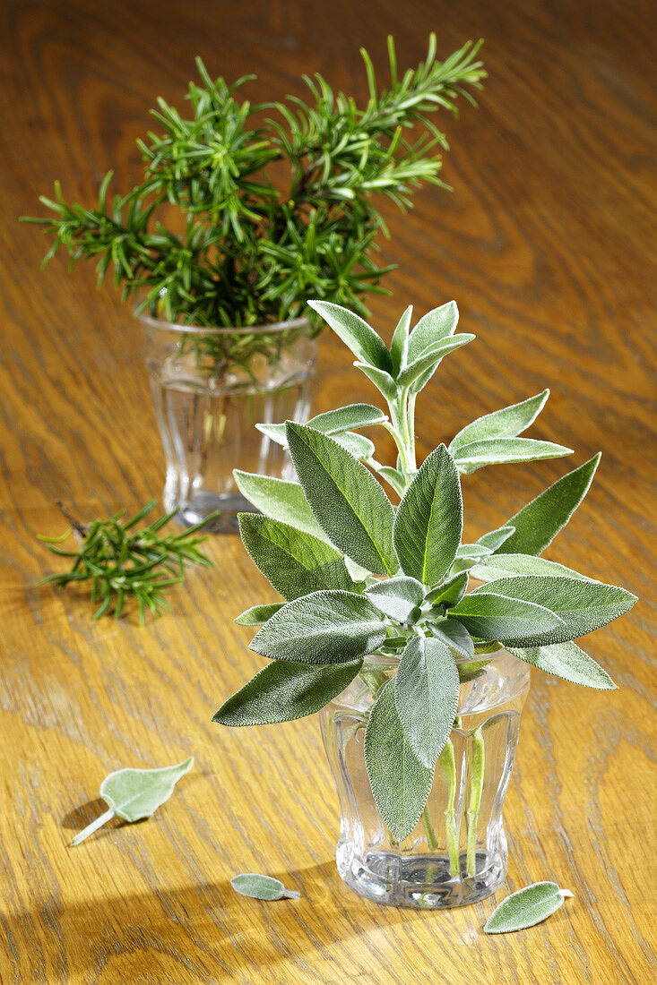 Fresh sage and sprigs of rosemary in glasses