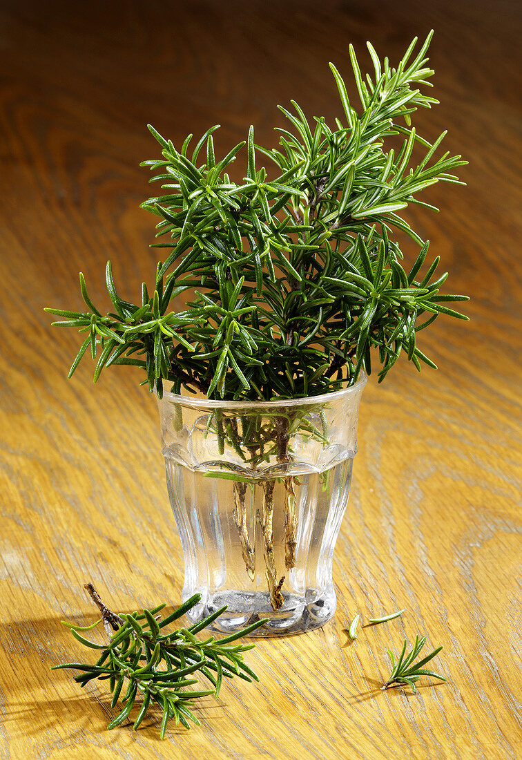Sprigs of rosemary in a glass