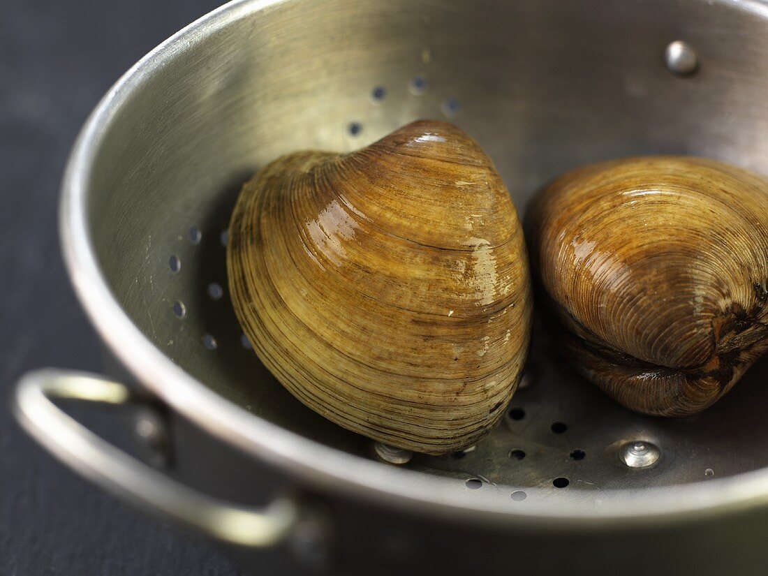 Two clams in a colander