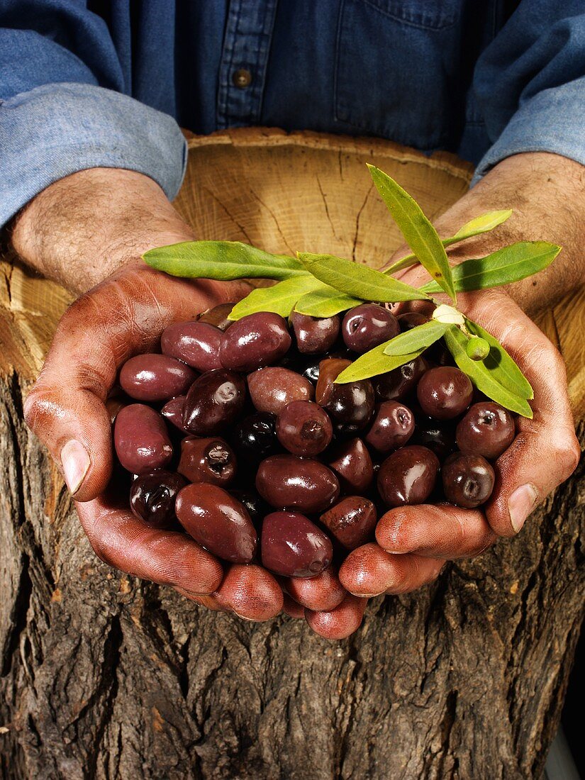 Man holding fresh Kalamata olives in both hands