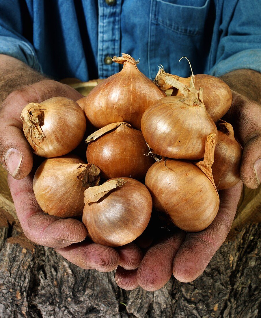Man holding onions in both hands over a tree trunk