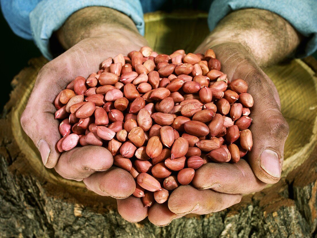 Man holding shelled peanuts in both hands over a tree trunk