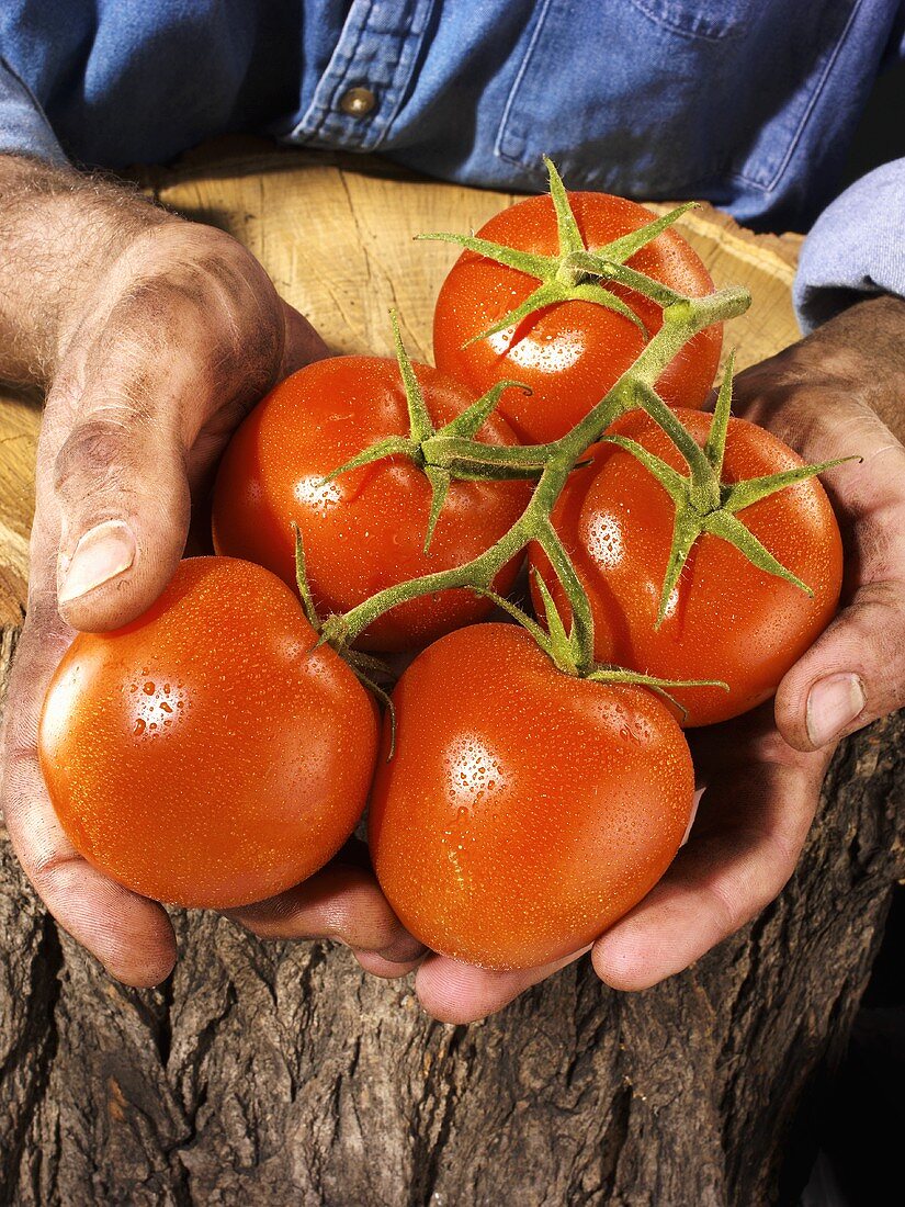 Man holding five tomatoes in both hands over a tree trunk