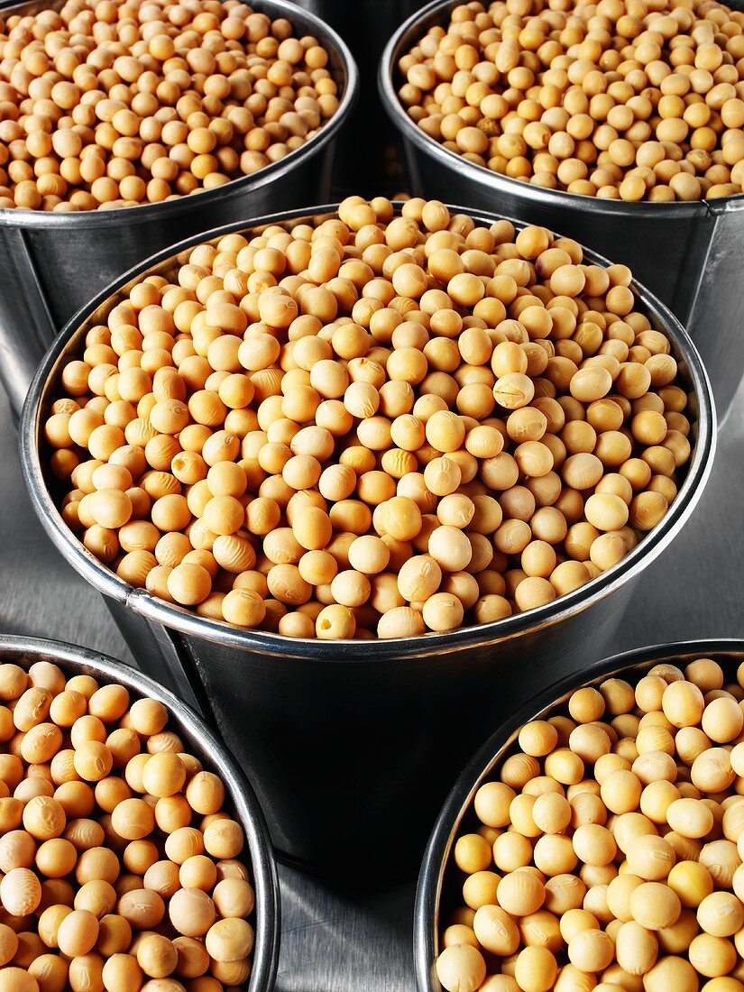 Dried soya beans in buckets