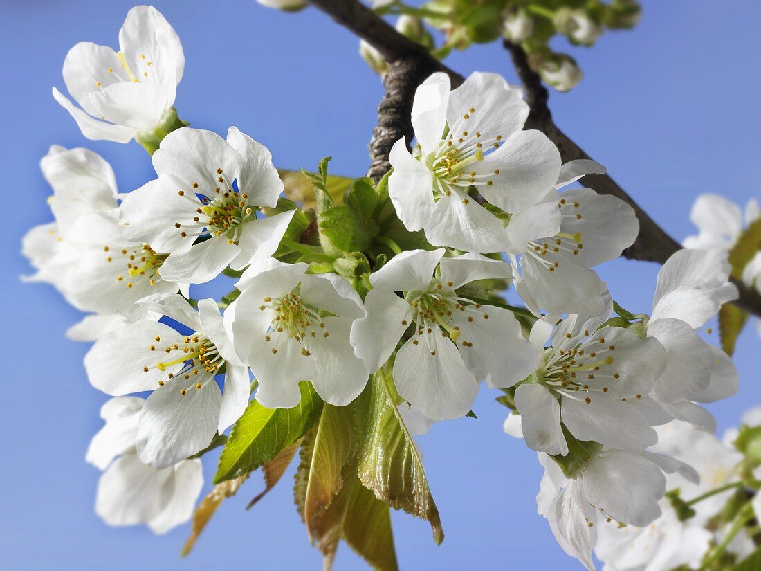 Cherry blossom on a branch against a blue sky