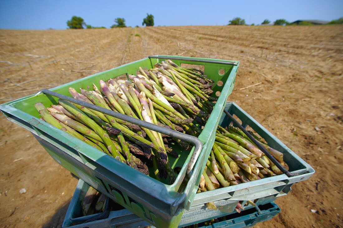 Freshly picked green asparagus in crates (Suffolk, England)