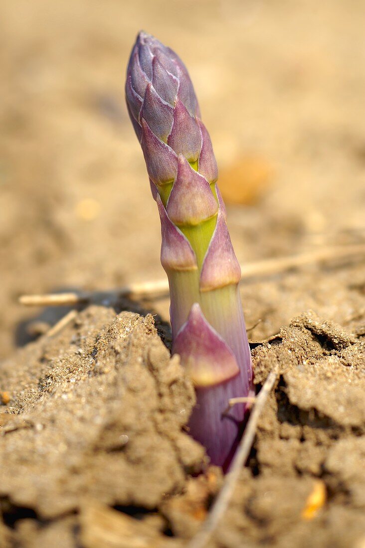A spear of green asparagus emerging through the soil