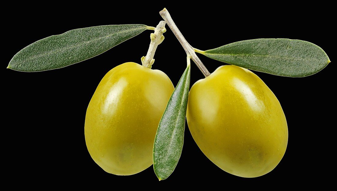 Two green olives with stalk and leaves