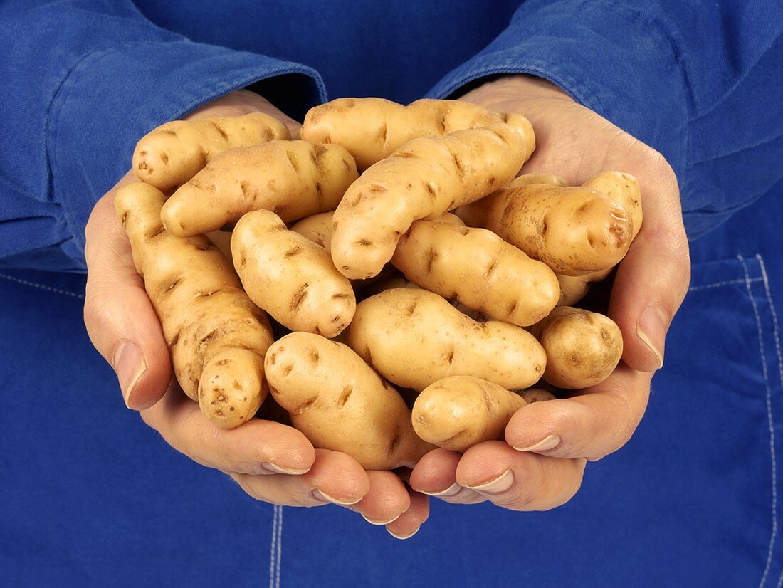 Hände halten Kartoffeln