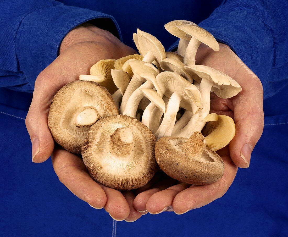 Hands holding fresh mushrooms