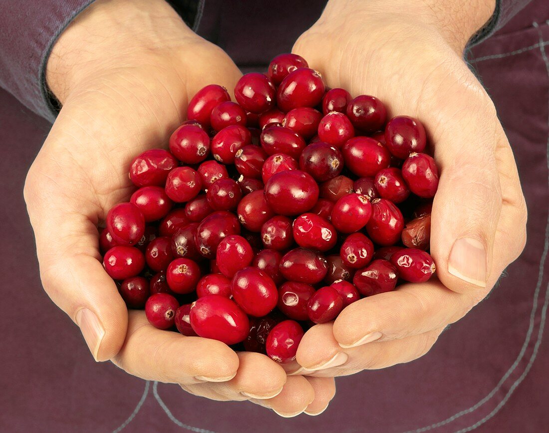 Hands holding cranberries