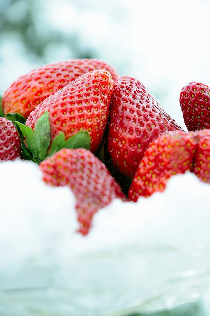 Fresh strawberries in snow