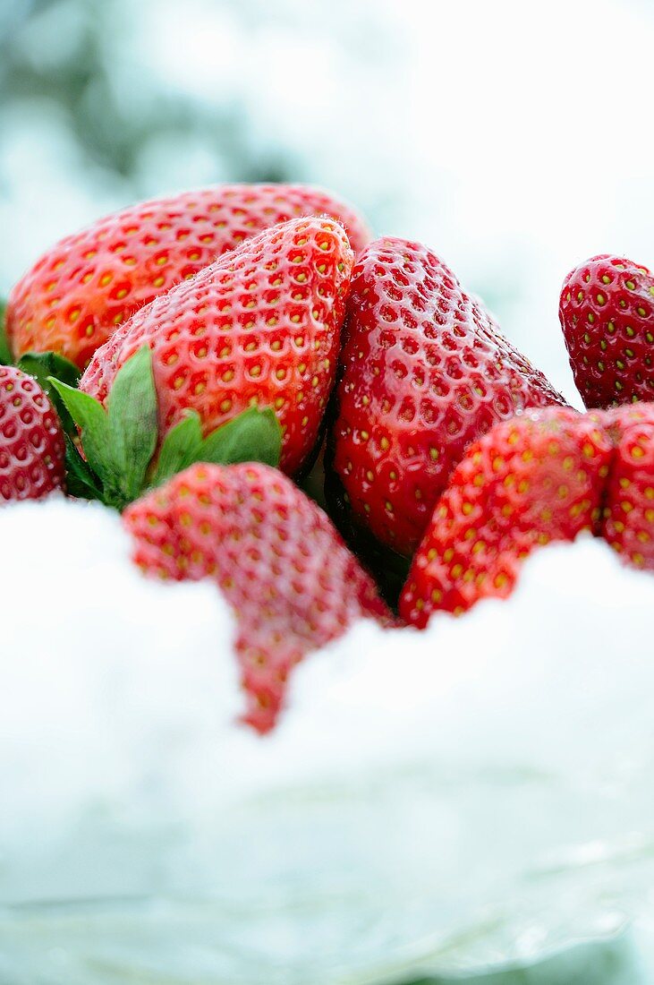 Frische Erdbeeren im Schnee