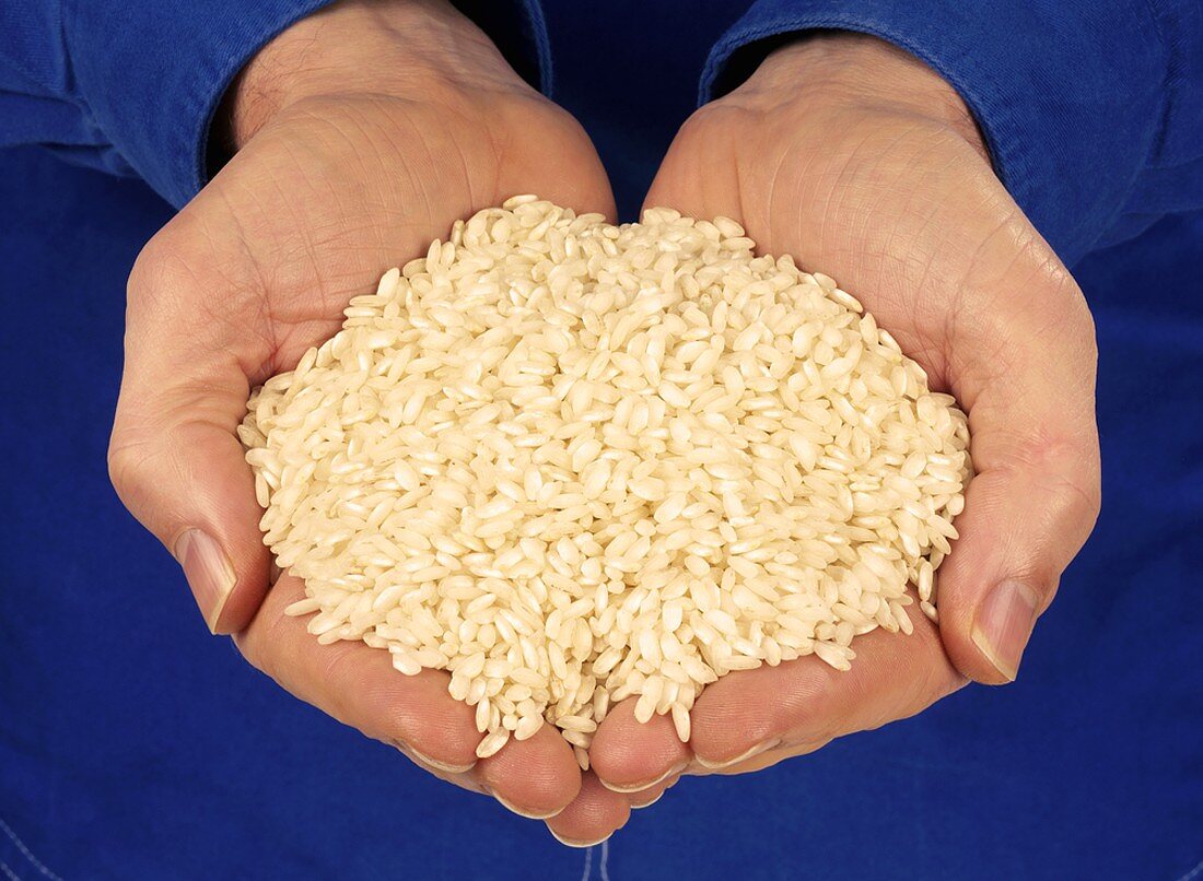 Hands holding risotto rice