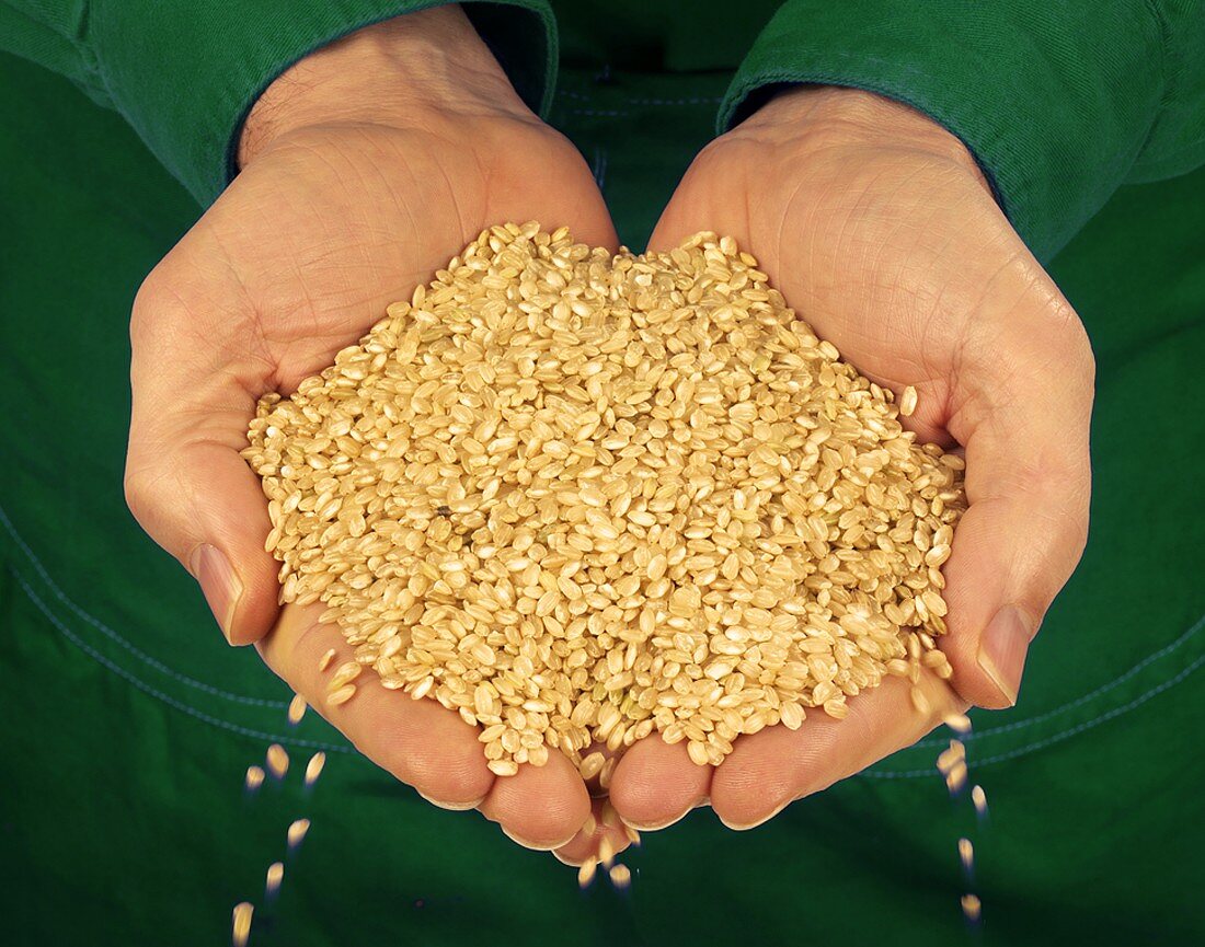 Hands holding wheat grains