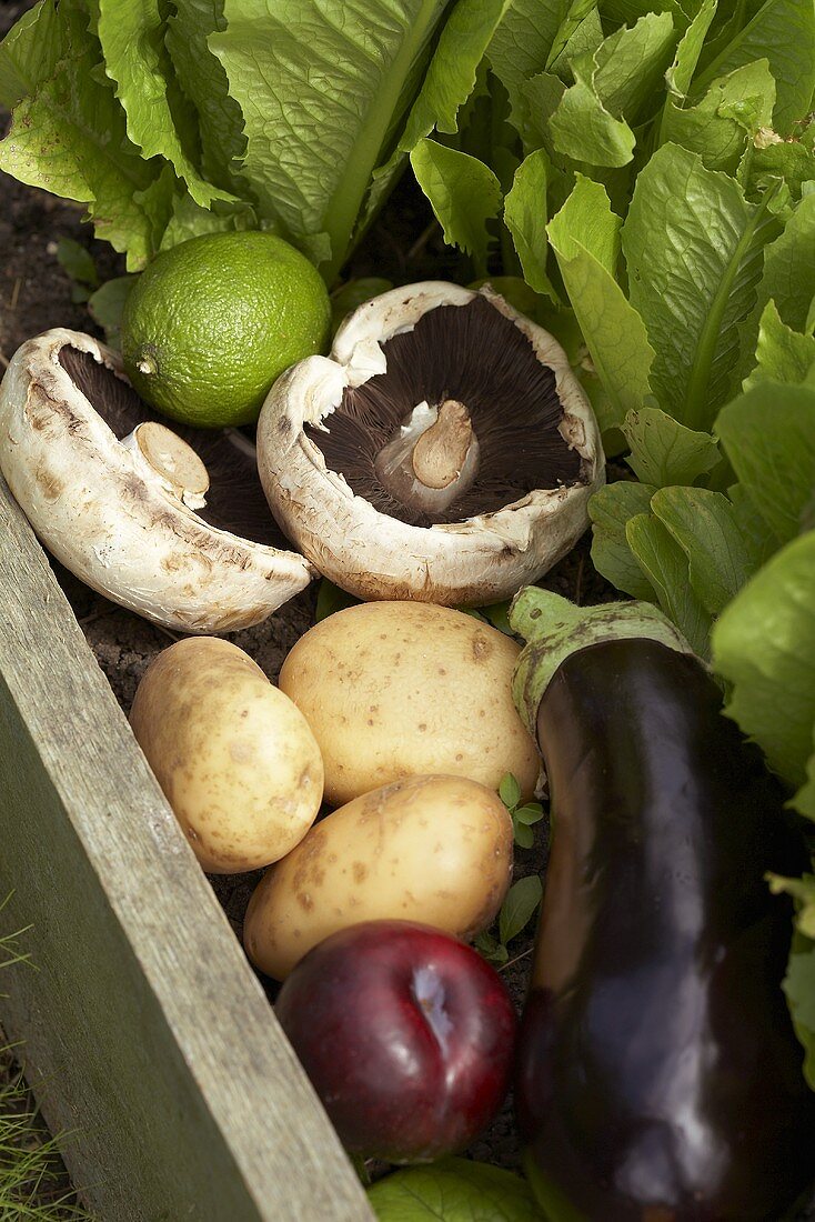 Gemüse, Obst und Pilze in Holzkiste (Ausschnitt)
