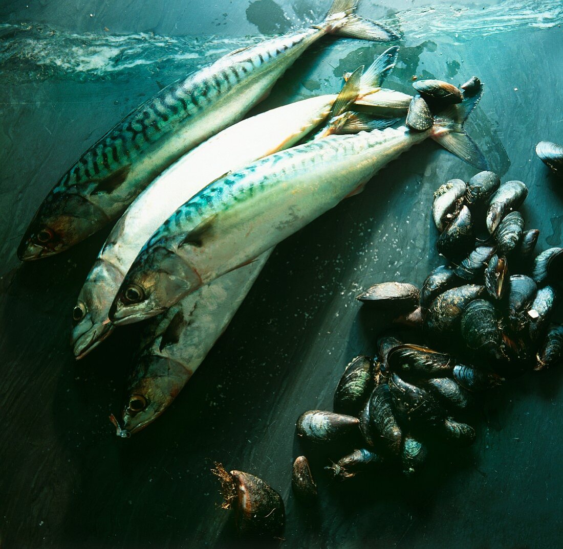 Mackerels and mussels