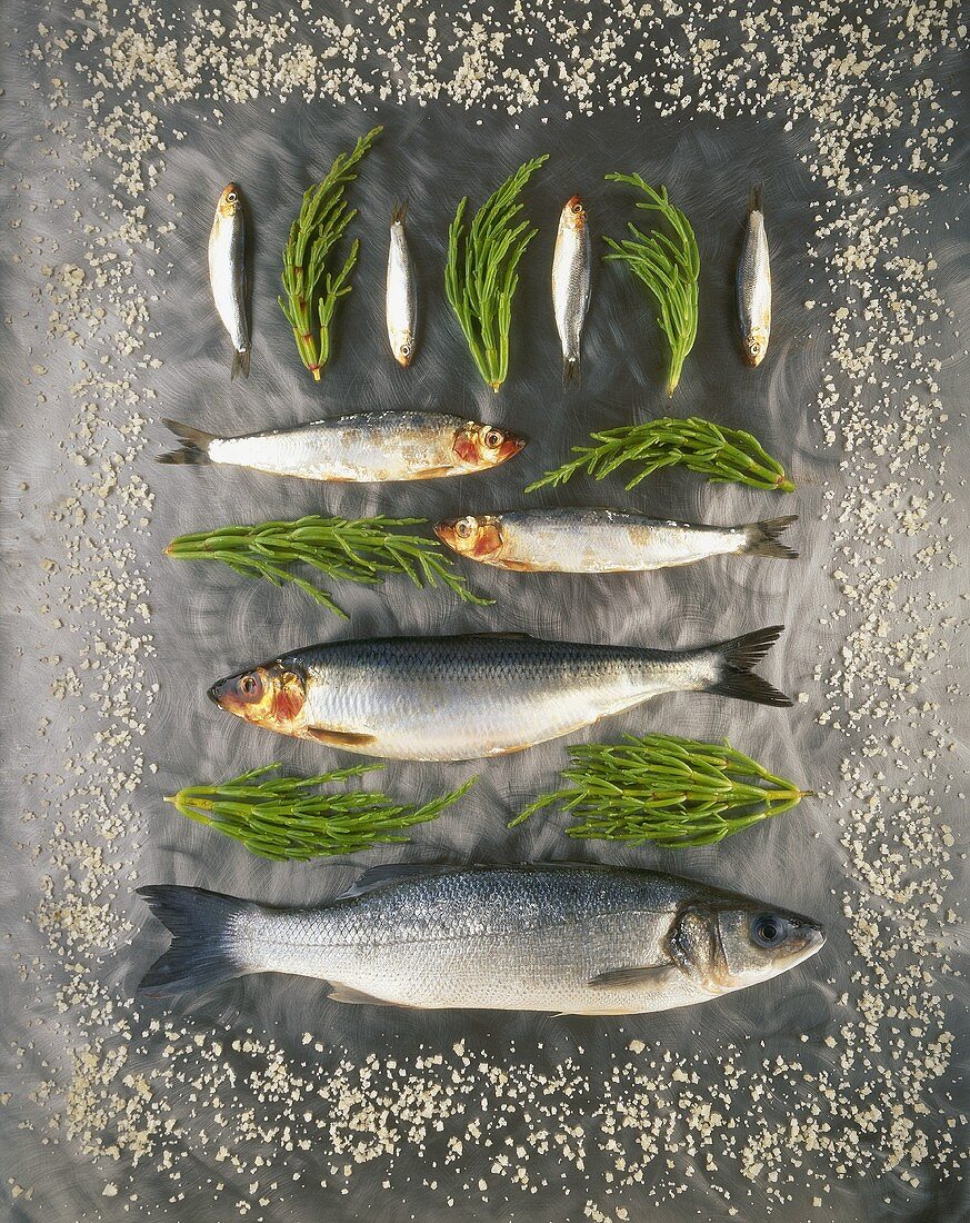 Various fish and glasswort