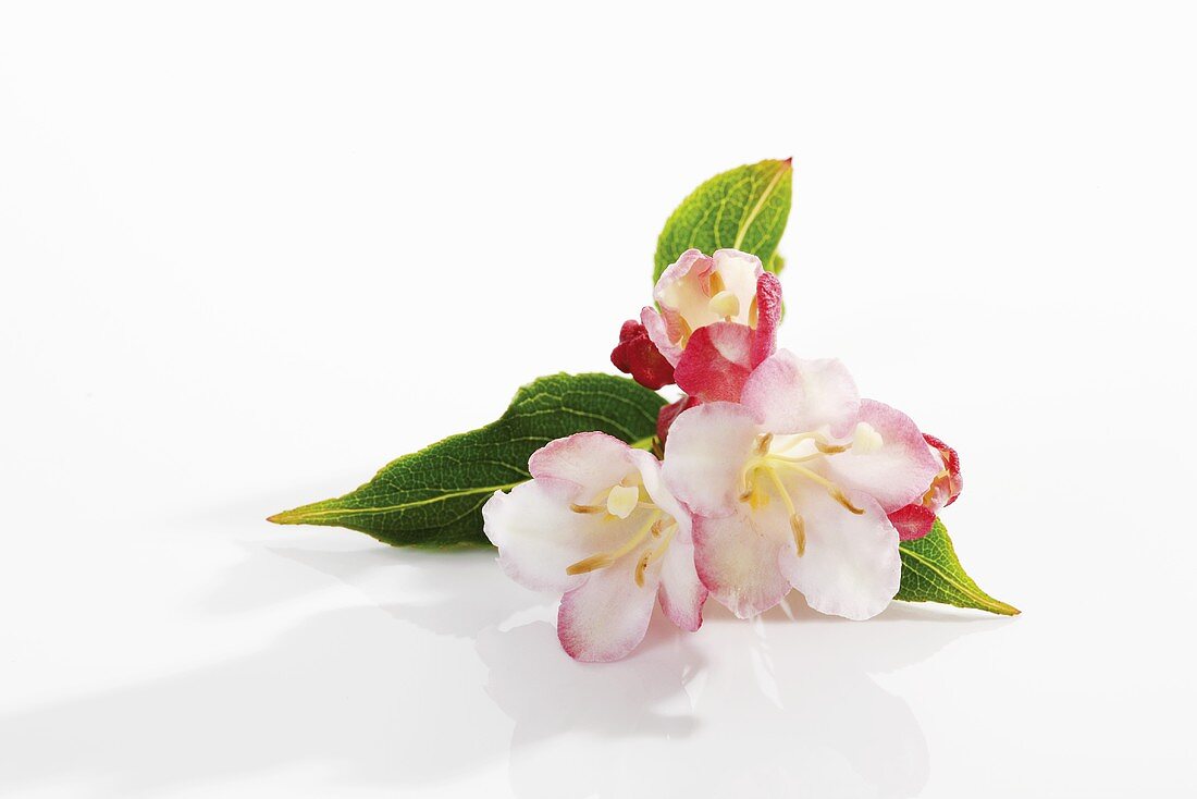 Three Weigela flowers and leaves