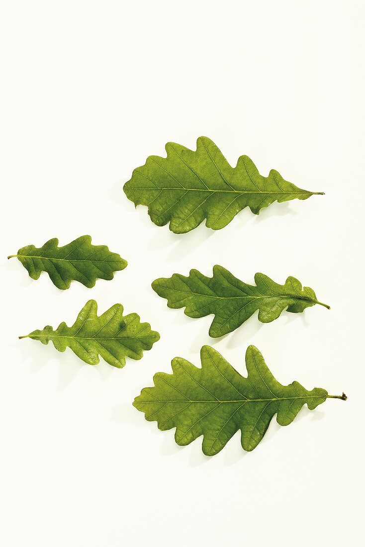 Fünf frische, grüne Eichenblätter in verschiedenen Größen