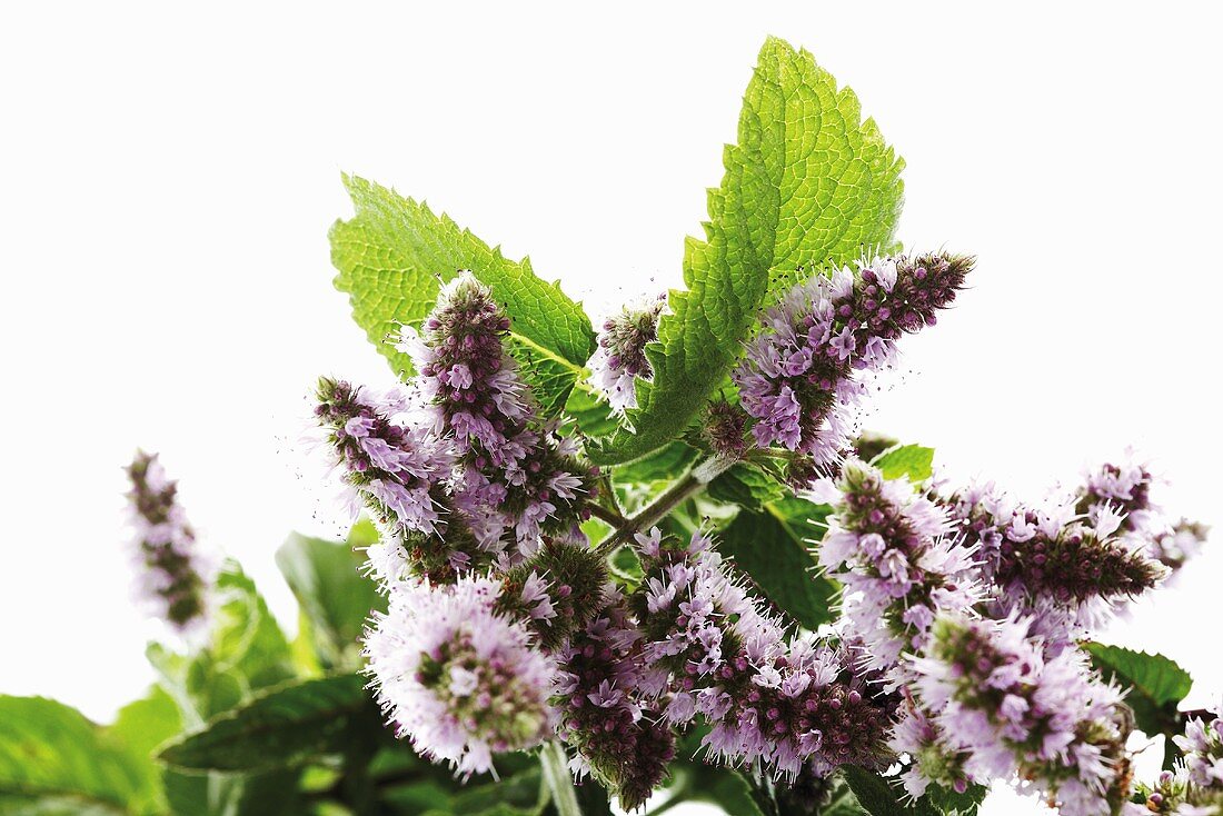 Flowering peppermint