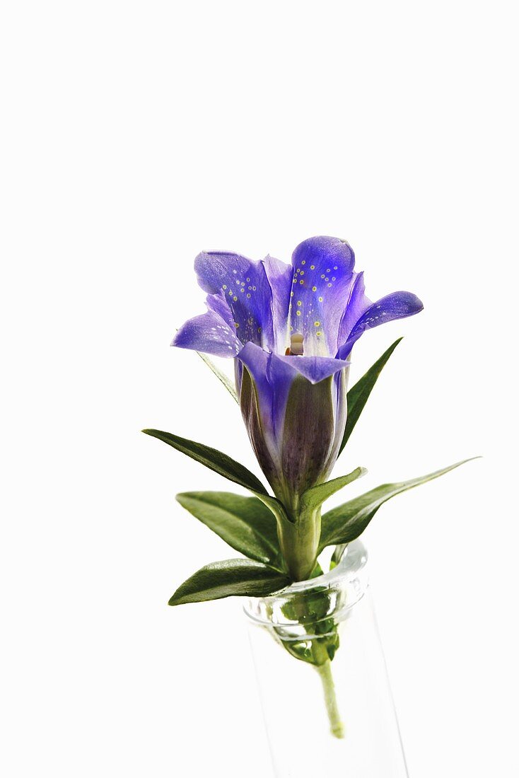 Eine blaue Enzianblüte in einer kleinen Glasvase