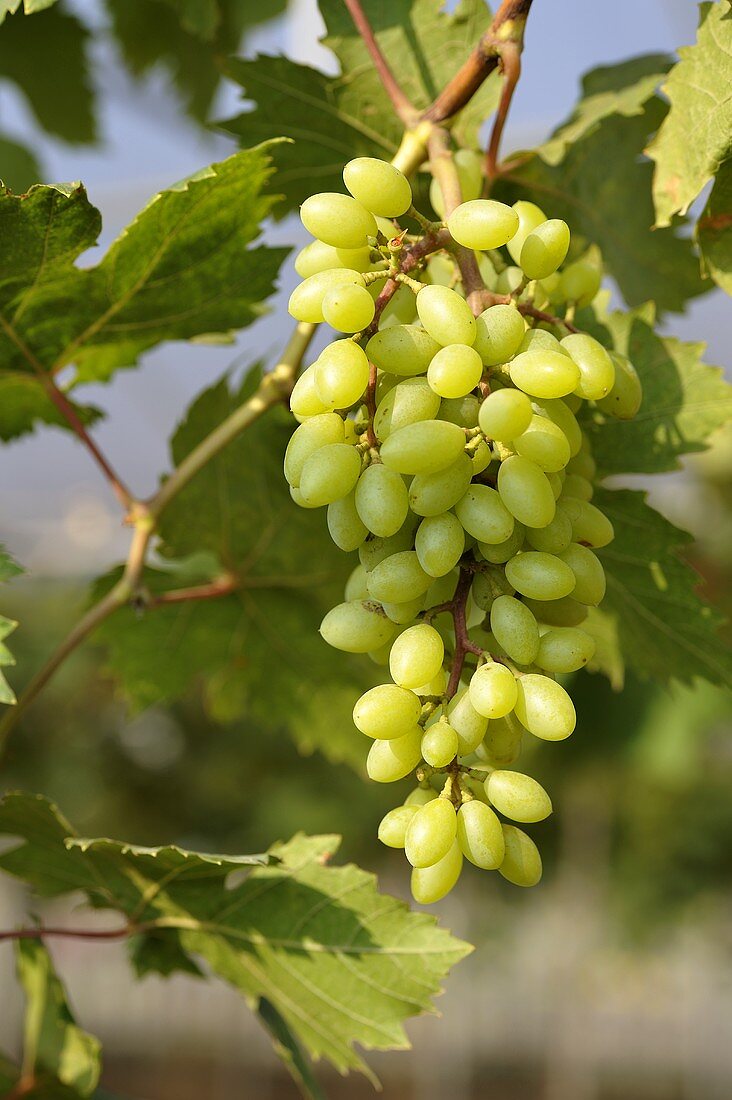 Green grapes on the vine