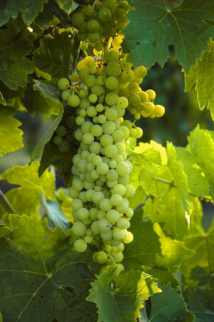 Trebbiano grapes on the vine, Villa Pillo Estate, Tuscany, Italy