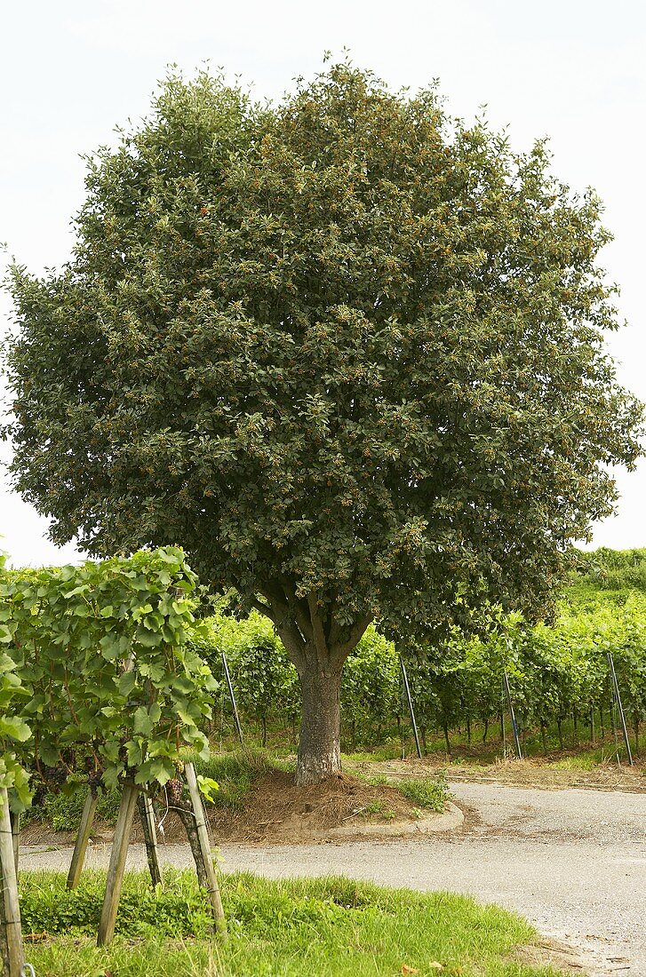 A whitebeam tree