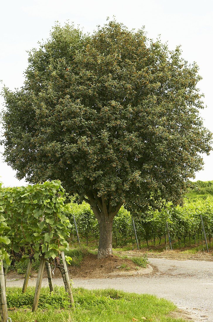 Ein Mehlbeerbaum