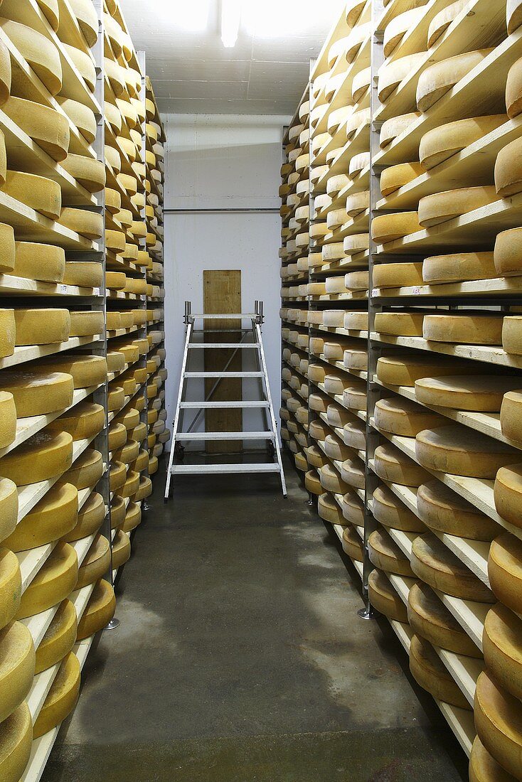Bergkäse cheese (Alpine cheese) in storage