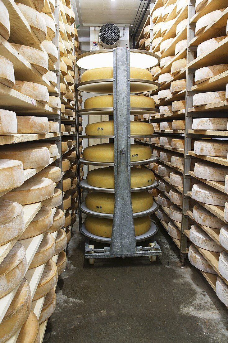 Emmental & Bergkäse cheese (Alpine cheese) in ripening room