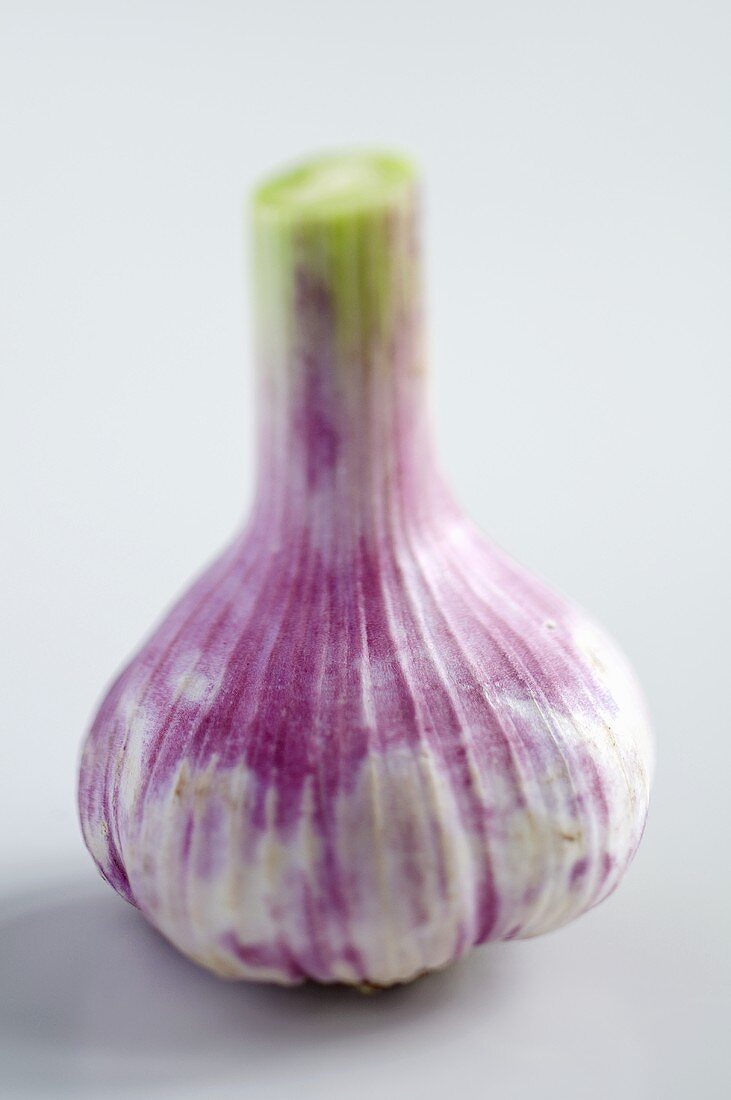 Fresh garlic bulb
