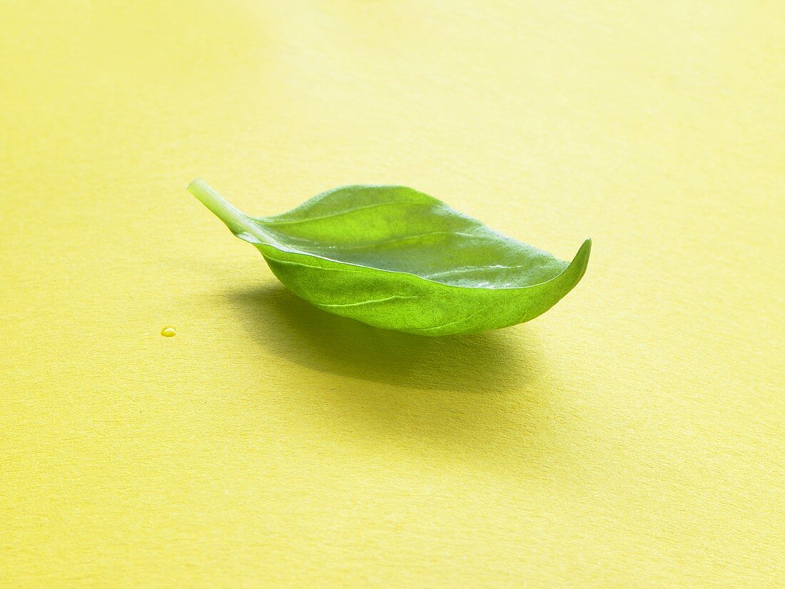 A basil leaf