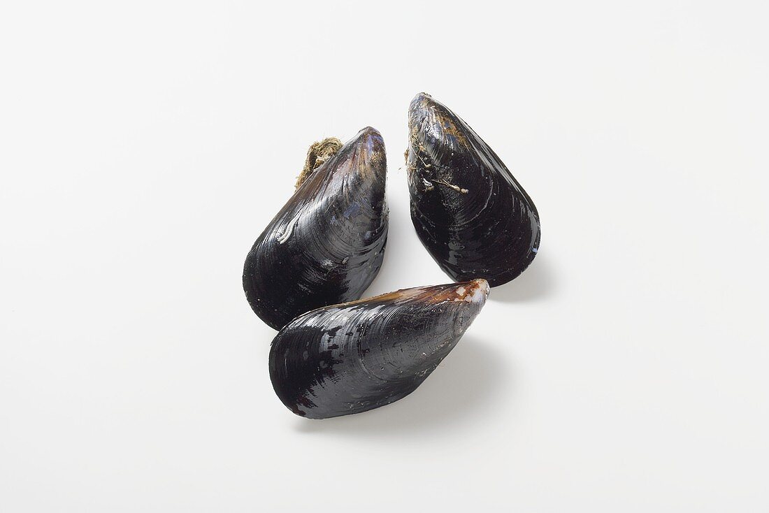 Mediterranean mussels
