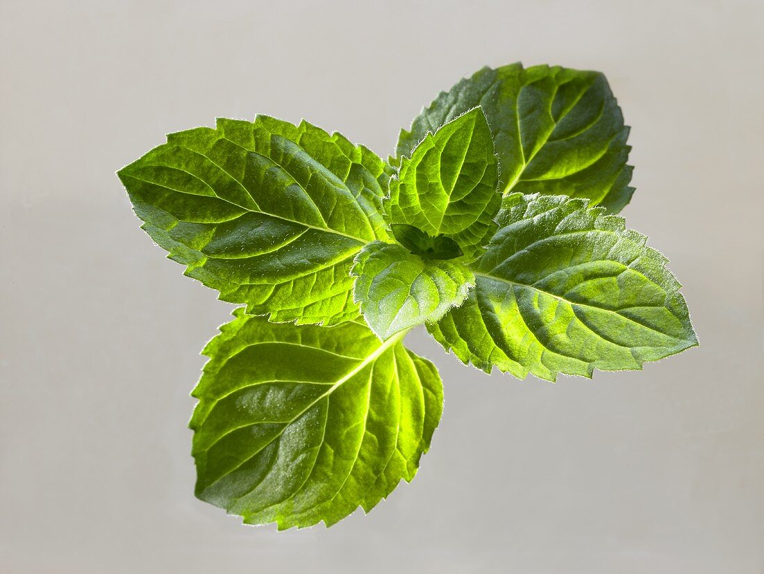 Fresh mint leaves