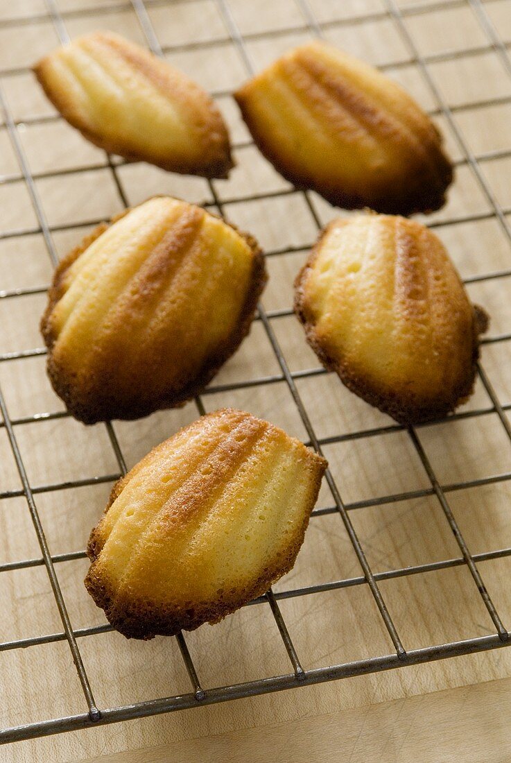 Frisch gebackene Madeleines auf Kuchengitter