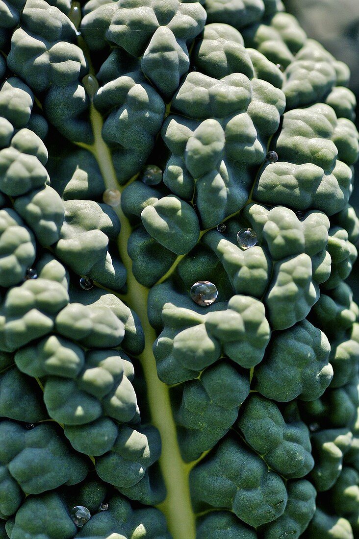 Black kale leaf (detail)