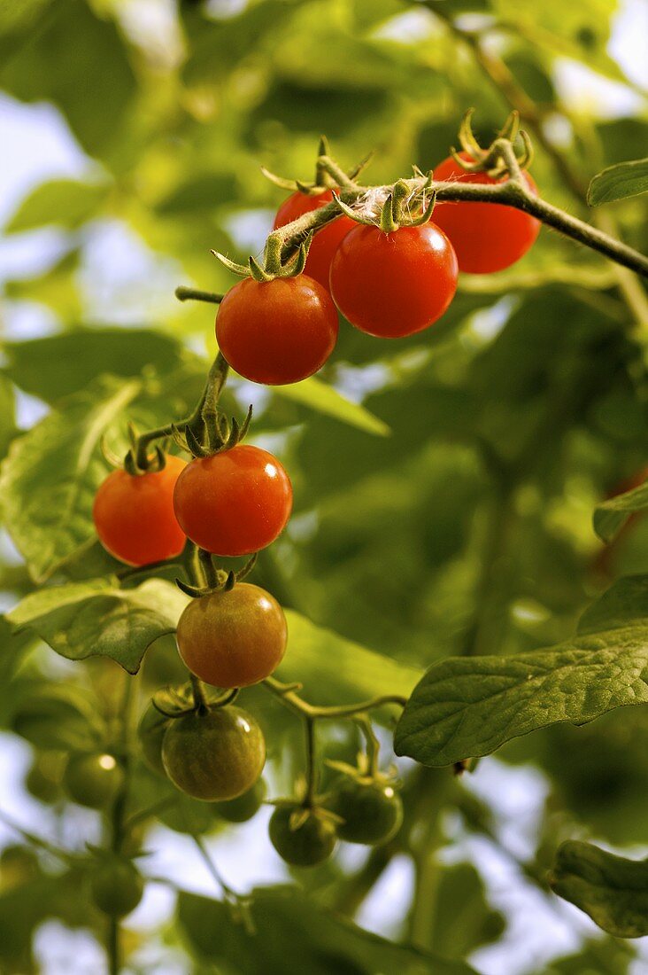 Cherry tomatoes on the plant