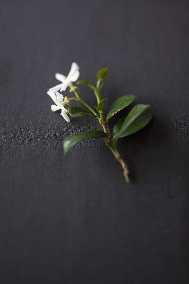 Fresh tea leaves with flowers