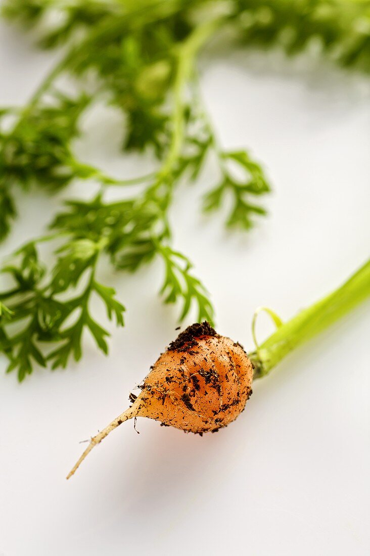 Baby carrot with soil