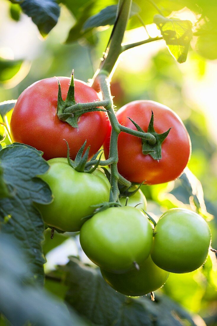 Reife und unreife Tomaten an der Pflanze