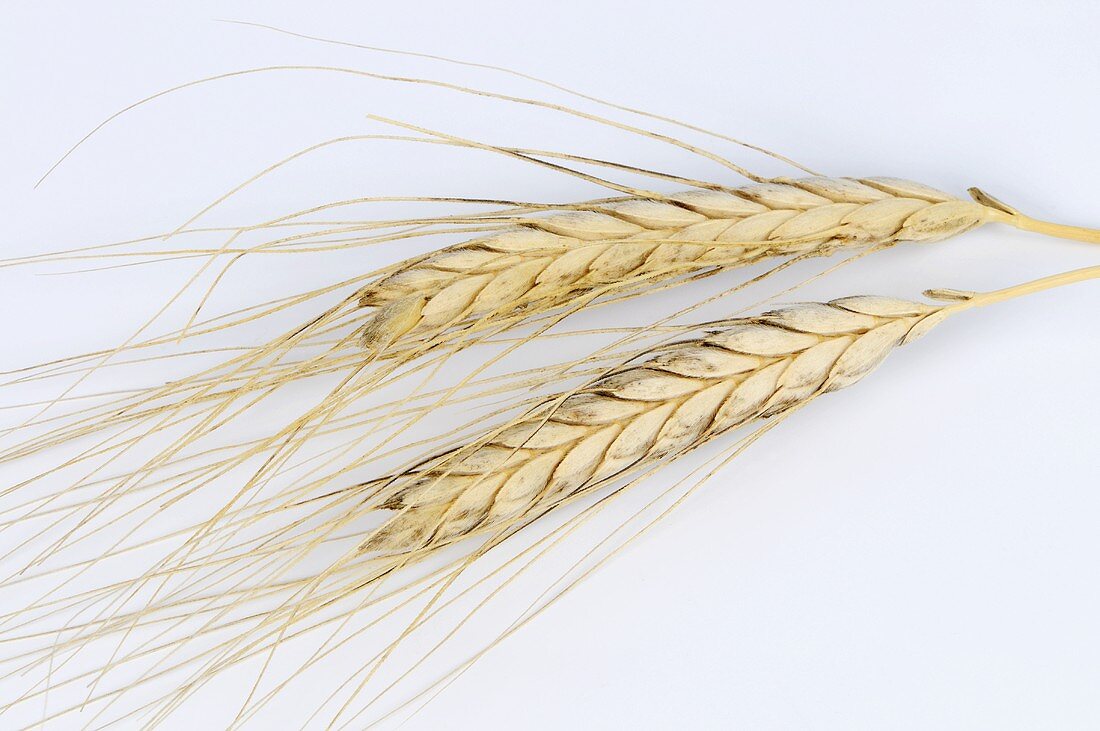 Wild emmer (Triticum dicoccoides)