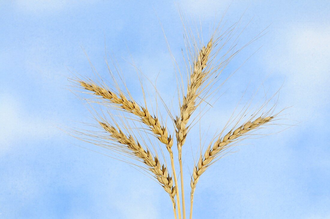 Persian wheat (Triticum persicum)