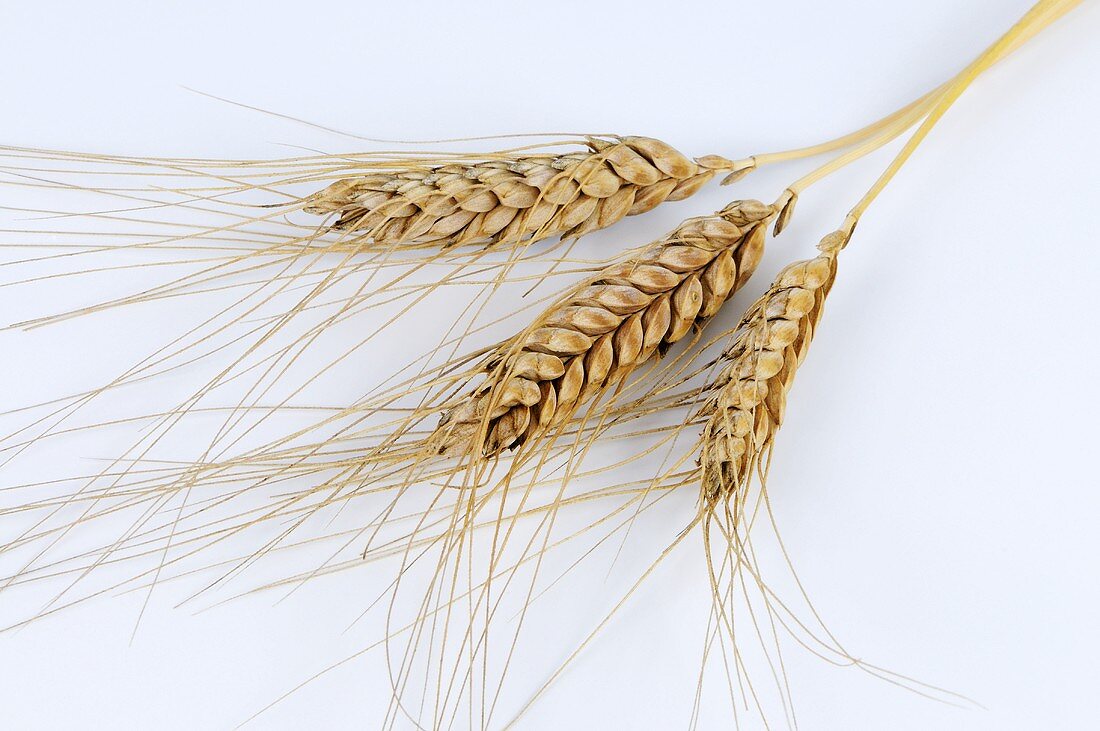 Ears of Ethiopian wheat (Triticum aethiopicum)