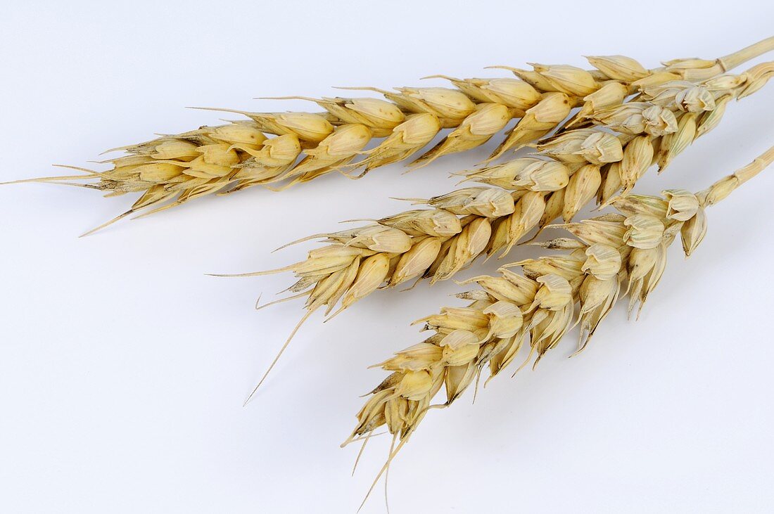 Common wheat (Triticum aestivum)