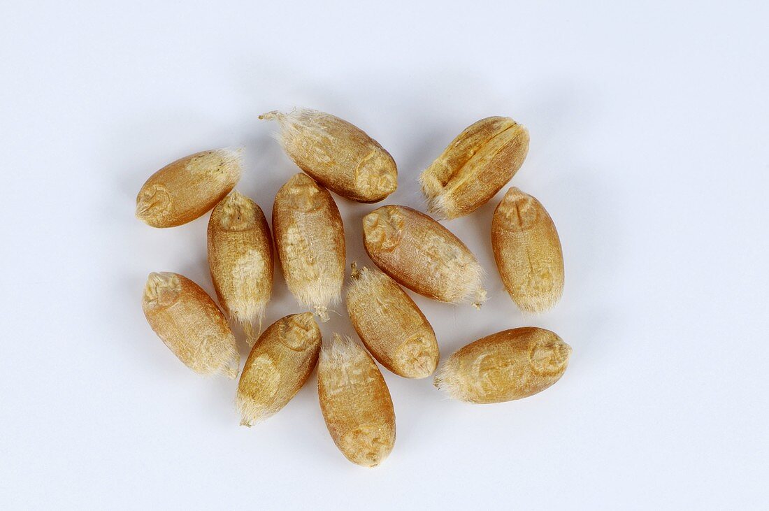 Grains of common wheat (Triticum aestivum)