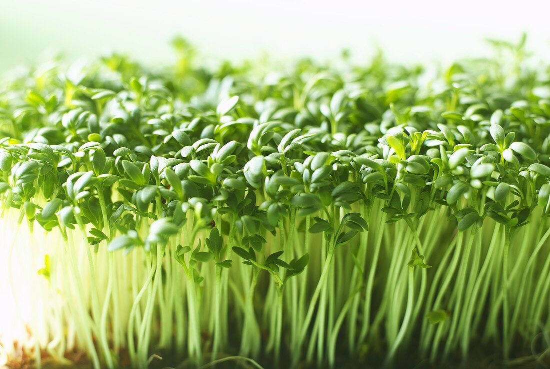 Fresh cress (close-up)